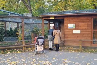 Park 1000-lecia w Lesznie na chwilę przed zachodem słońca