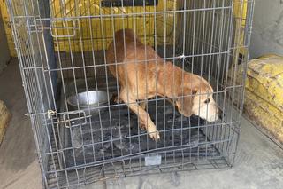 Są wyniki zmarłego Juniora, którego zabrano z posesji pod Braniewem. Uratowano kolejnego psa [ZDJĘCIA]