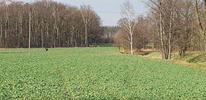 Po Bieruniu biega... lama! Jest zupełnie sama [ZDJĘCIA]