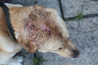 SNAJPER CHCIAŁ MNIE ROZSTRZELAĆ.