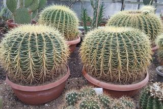 Kolekcja kaktusów w Bydgoszczy