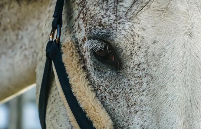 Korzeń: Nie dostawały ani jedzenia, ani wody. Dramat zwierząt trwał miesiącami! [WIDEO]