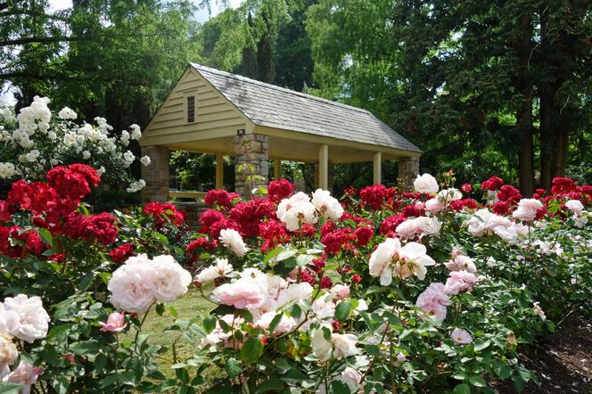 Ogród różany