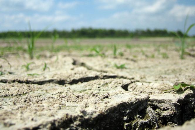 Zagrożenie suszą - rolnicy obserwują prognozy pogody