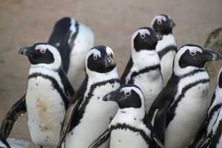 Wyjątkowe narodziny w gdańskim zoo. To gatunek krytycznie zagrożony