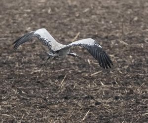 Żurawie powróciły do Poleskiego Parku Narodowego