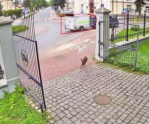 Koziołek przebiegł przez rondo i wbiegł do parku miejskiego w Siedlcach