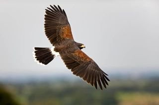 W Bielsku-Białej uratowano jastrzębia Harrisa. Ptak utknął na drzewie