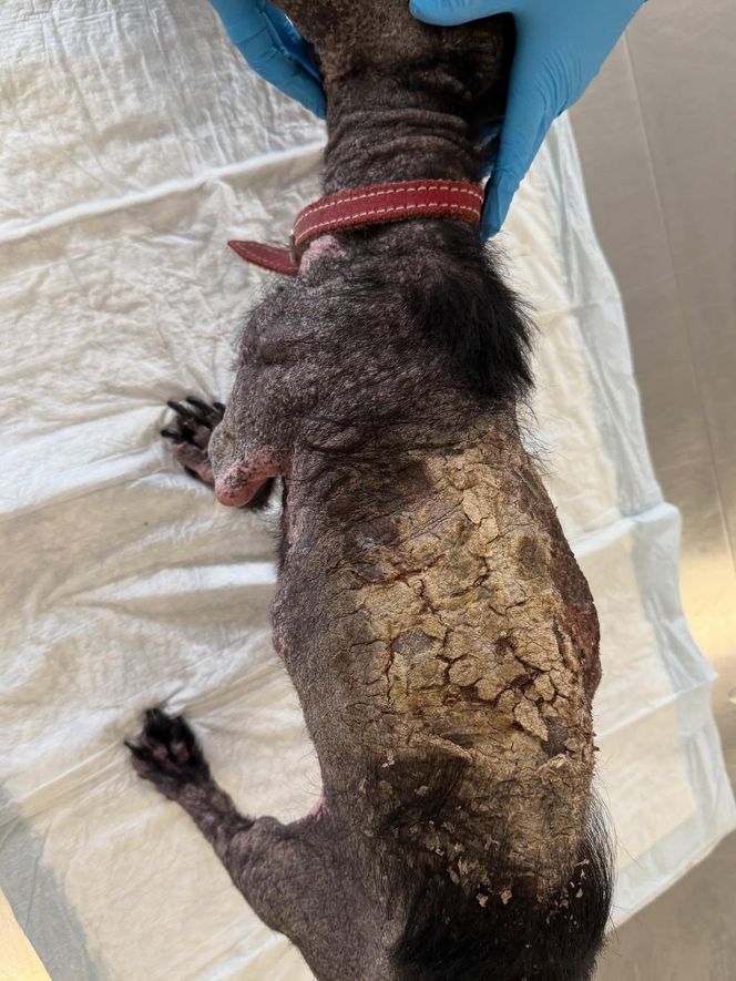 Studentka prawa nie pomogła psu