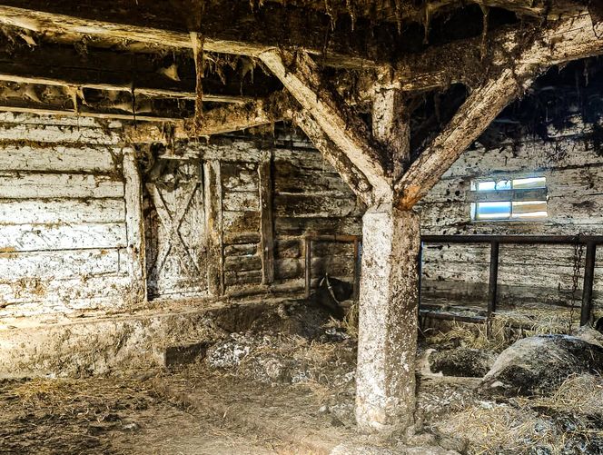 Zagłodził stado krów, a także kury