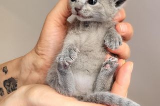 Bacardi - najpiękniejszy kot na świecie mieszka w Gdańsku