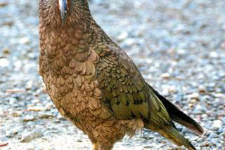 Kiedyś będzie piękna