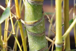 Fylostachys złocisty - Phyllostachys aurea