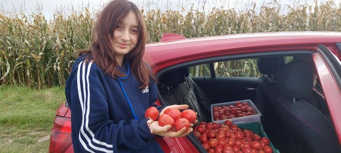 Samozbiory pomidorów na plantacji w Niewirkowie cieszą się powodzeniem