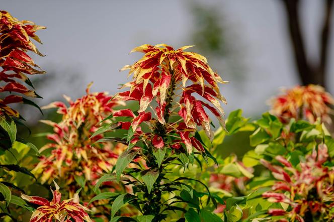 Amaranthus tricolor - szarłat trójbarwny