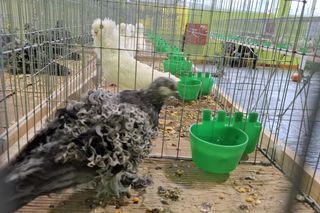 Kalisz. Rasowe gołębie, drób i króliki można podziwiać w hali OSRiR