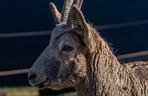 Nowy mieszkańcy łódzkiego Zoo. To bardzo rzadki gatunek