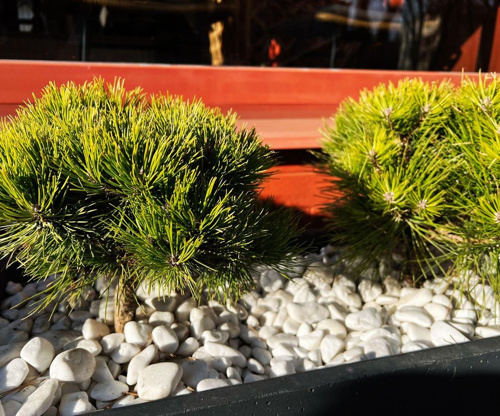 Jakie rośliny posadzić w skrzyniach razem z niskimi iglakami? 