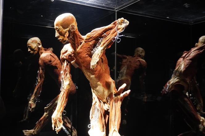 Wystawa z ludzkiego ciała. Body Worlds powróciła do Gdańska po 5 latach 