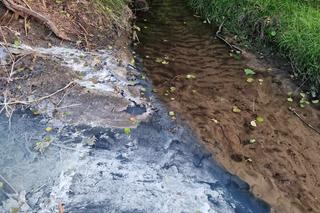 Rzeka Wilga w Krakowie i w Swoszowicach