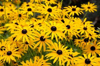 Rudbekia błyskotliwa