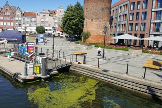 Gdańsk: Tramwaj wodny łatwiej dostępny! Popularność atrakcji rośnie z każdym rokiem [AUDIO]