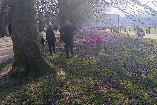 Niszczenie krokusów na Jasnych Błoniach