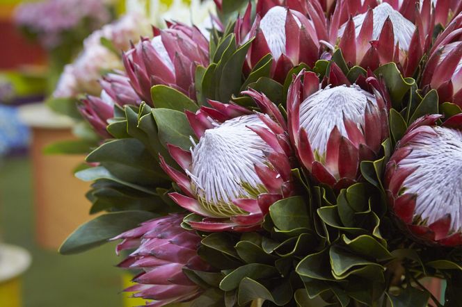 Protea