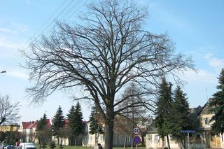 Kolno w woj. podlaskim