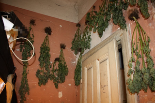 Szokujące odkrycie w mieszkaniu w centrum Krakowa! Mężczyźnie grozi dziesięć lat więzienia [ZDJĘCIA]