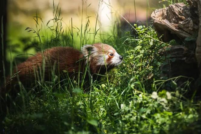Miały być młode pandy, skończyło się na dwóch zgonach