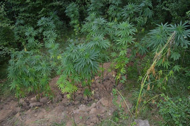 Pleśna. Plantacja marihuany zlikwidowana przez policję. Krzaki wyższe od ludzi