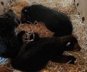 Baby book w łódzim ZOO. Poznajcie nowych, wyjątkowych lokatorów [ZDJĘCIA] 