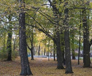 Park Lubomirskich w Białymstoku jesienią 