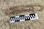 Fragment ciosu mamuta (stan zachowania w chwili odkrycia)