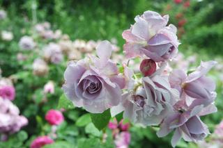 Róża wielkokwiatowa 'Mainzer Fastnacht'