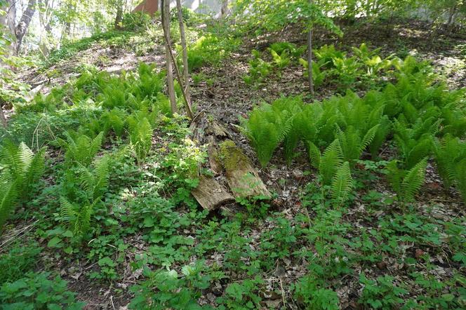 Tak wygląda park w dolinie Ślepiotki w Katowicach