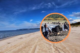 Niesamowite żniwa w Mikoszewie! Zobacz, jak Bałtyk obdarował poszukiwaczy skarbów