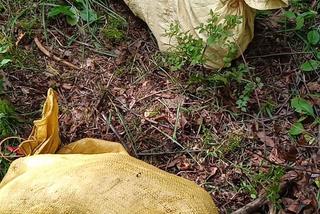 Spakował psy do worka i wywiózł do lasu! Szukamy zwyrola