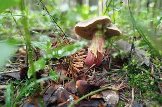 Letni wysyp grzybów na Podkarpaciu