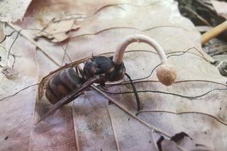 Pasożyt zmienia ciało ofiary w zombie. Leśnicy pokazali zdjęcia 
