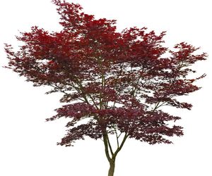 Klon palmowy 'Atropurpureum' - Acer palmatum  'Atropurpureum'