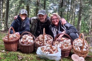 Gdzie na grzyby w Świętokrzyskiem? Sprawdź polecane miejsca 