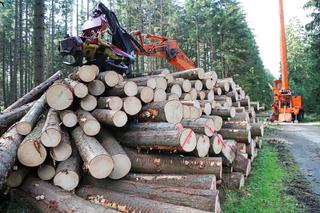 Grzywna za wycięcie drzewa na własnej działce! Ogromne kary