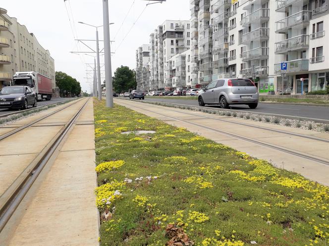 Toruń: MZK chwali się zielonym torowiskiem przy Broniewskiego