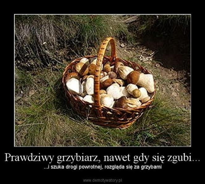 Grzybobranie 2023. Zobaczcie najlepsze memy o grzybiarzach! 
