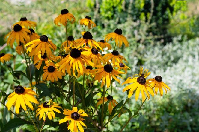 Rudbekia błyskotliwa