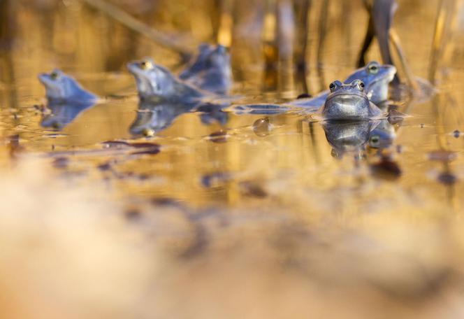 Niebieskie żaby w Myślęcinku