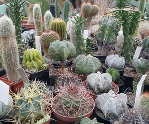 Kolekcja kaktusów w Bydgoszczy