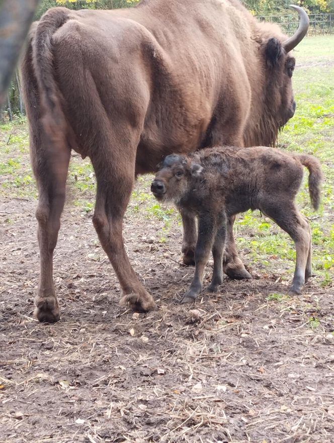 Młodą żubrzyczką w bydgoskim zoo opiekują się babcia i mama. "Ona jest od chmur zawracania!"